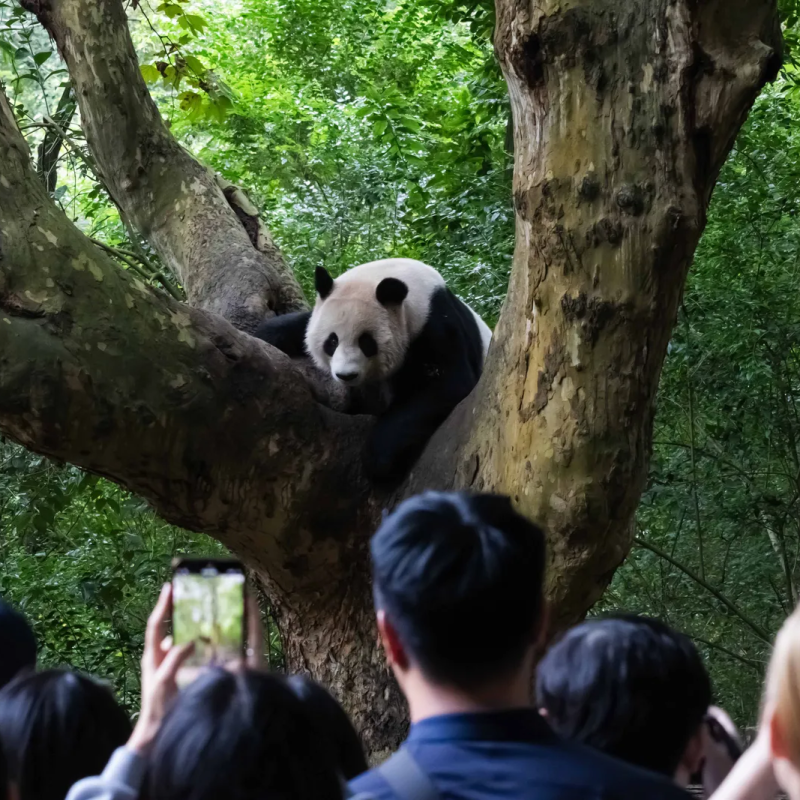 Beyond the Pandas, Chengdu Is China’s LGBTQ Capital and a Gastronomic&nbsp;Gem